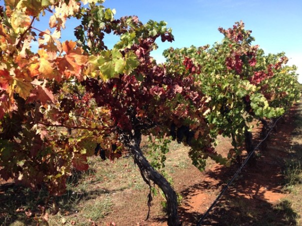 Coonawarra Vines, South Australia