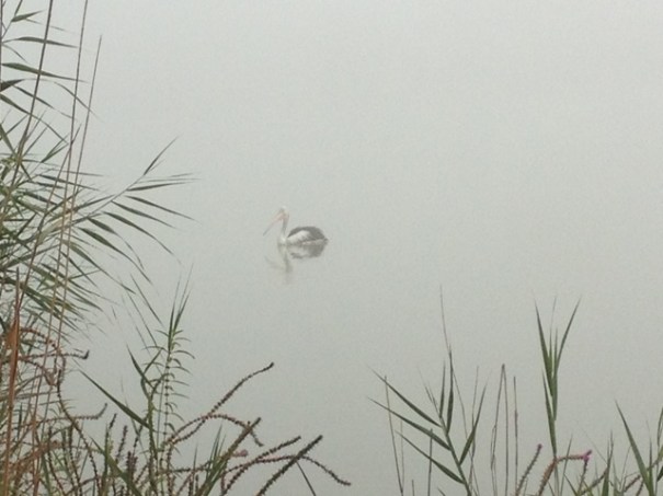 Foggy morning at Walkers Flat, South Australia