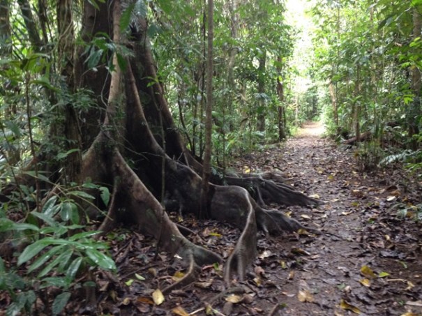 Henrietta Creek, Atherton Tableland, Queensland