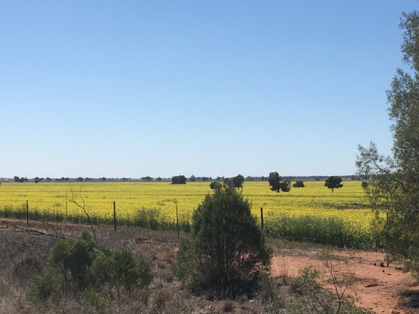 Canola fields NSW