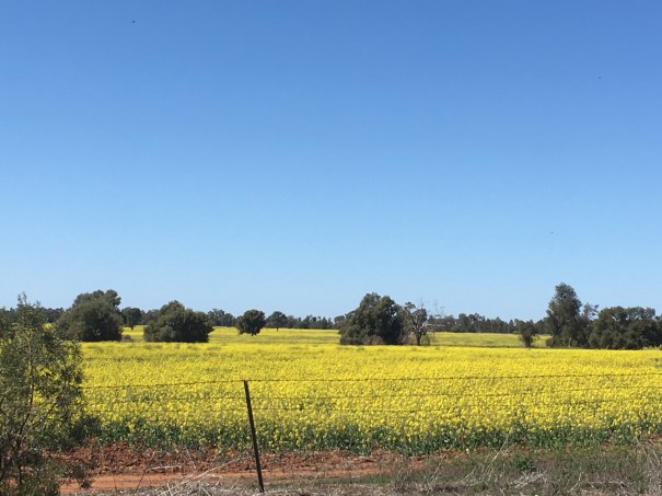Canola fields NSW