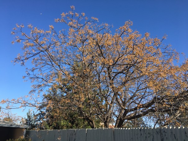 Peak Hill New South Wales