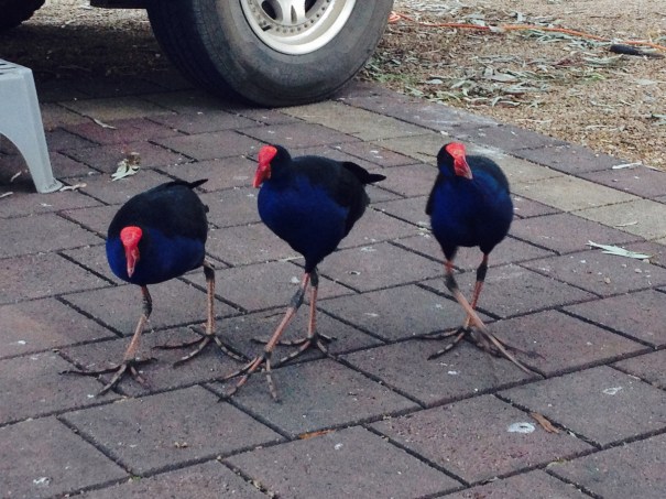 Purple Swamphen 