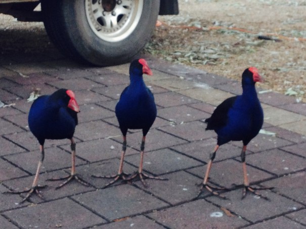 Purple Swamphen 