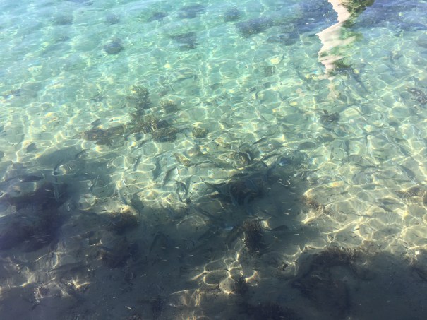 Nambucca Heads Boardwalk 