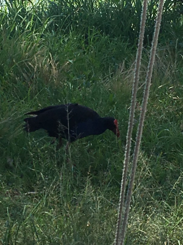 Purple Swamphen 
