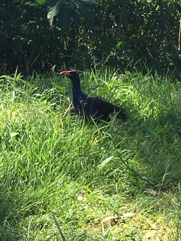 Purple Swamphen 