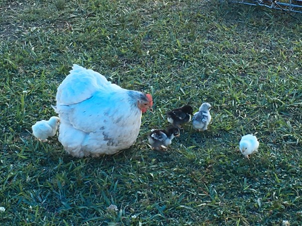 Bulahdelah Show 2018