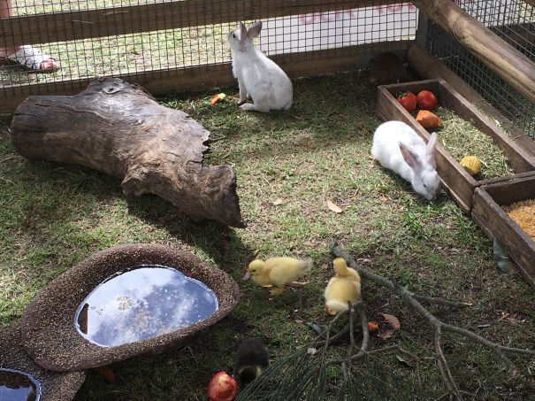 Bulahdelah Show 2018