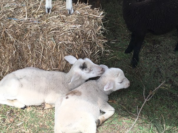 Bulahdelah Show 2018