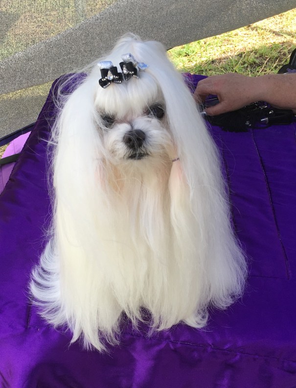 Bulahdelah Show 2018