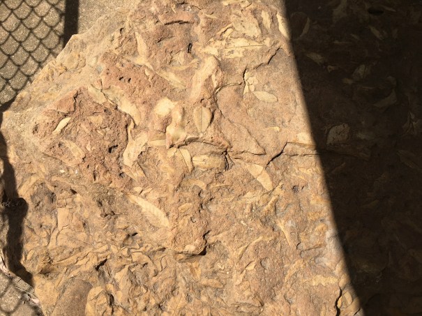 The Dalton Fossil, New South Wales