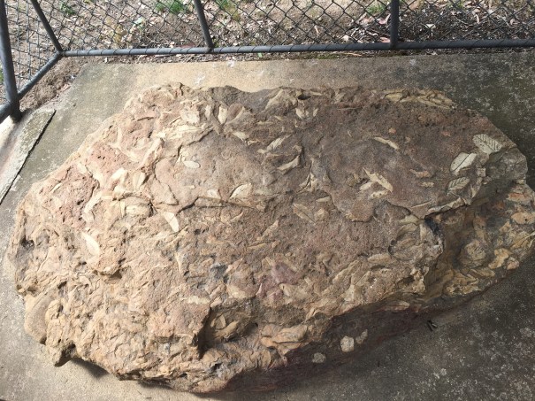 The Dalton Fossil, New South Wales