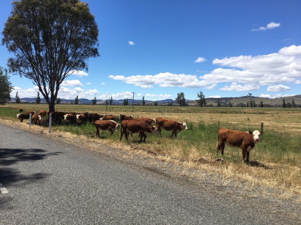 The Long Paddock, Australia