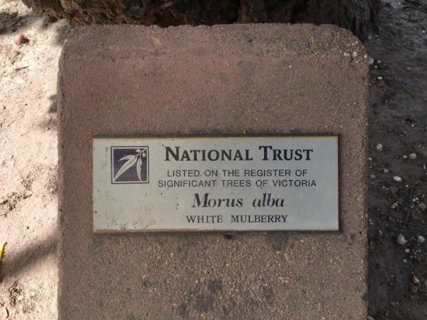 Heritage Listed White Mulberry Tree at Chateau Tahbilk, Nagambie, Victoria