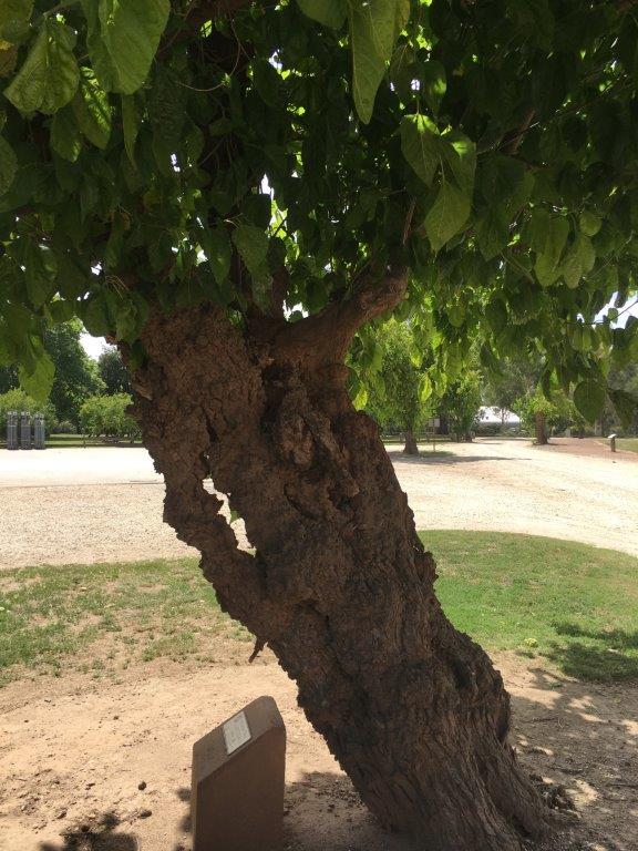White Mulberry Tree