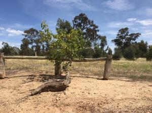 White Mulberry Tree at Chateau Tahbilk, Nagambie, Victoria