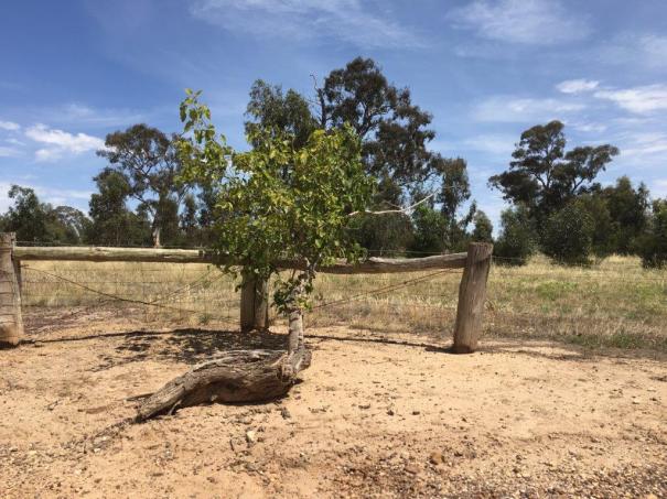 White Mulberry Tree at Chateau Tahbilk, Nagambie, Victoria