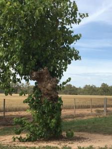 White Mulberry at Chateau Tahbilk, Victoria