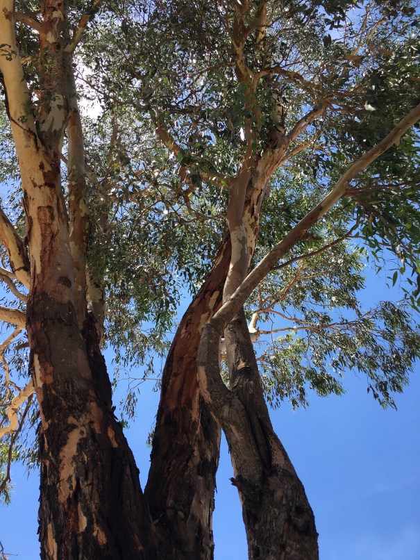 River Red Gum