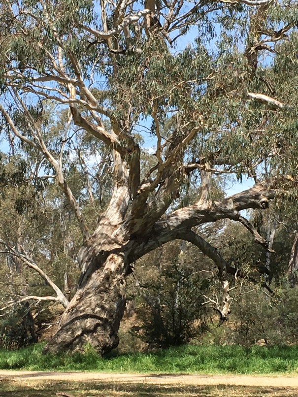River Red Gum