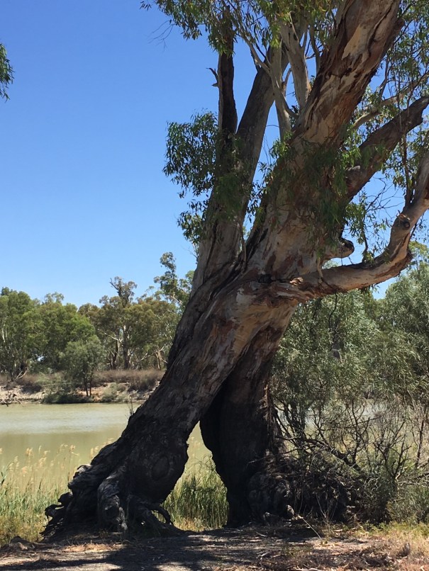 Murray River at Overland Corner
