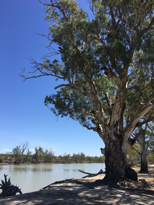 Murray River at Overland Corner