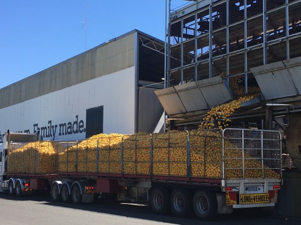 A load of oranges at Nippy’s factory in Waikerie 