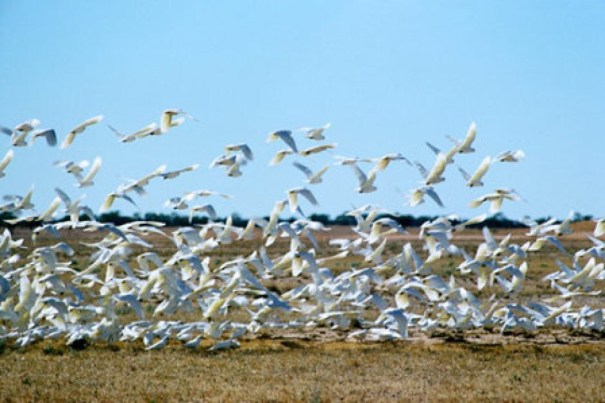 Cockatoos 