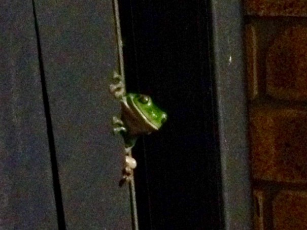 Green frog