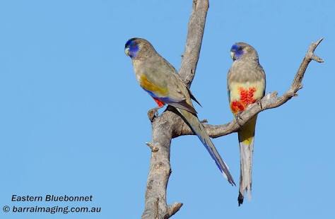 Blue Bonnet parrot