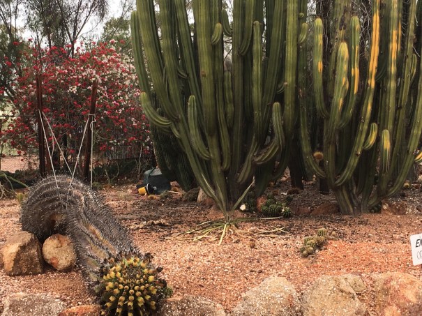 The Cactus Garden Lightning Ridge 