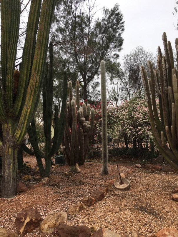 Cactus garden