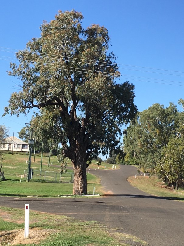 Augathella, Queensland 2019