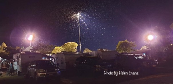 Bugs around a floodlight at Barcaldine Queensland 