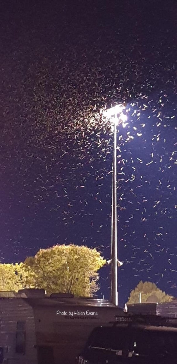 Bugs around a floodlight at Barcaldine Queensland 