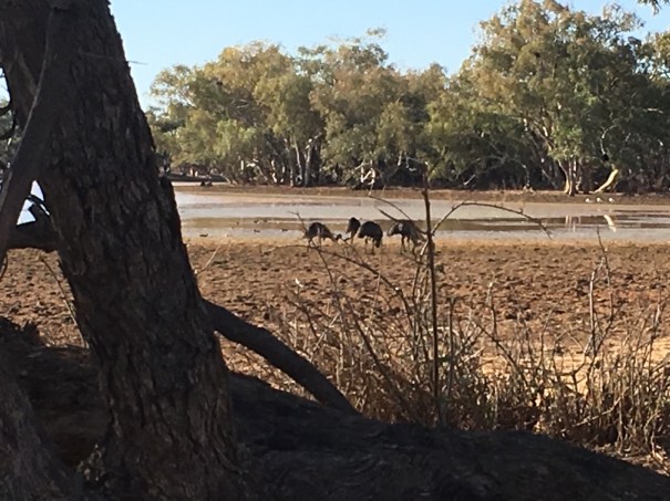 Lake Houdraman near Quilpie 2018