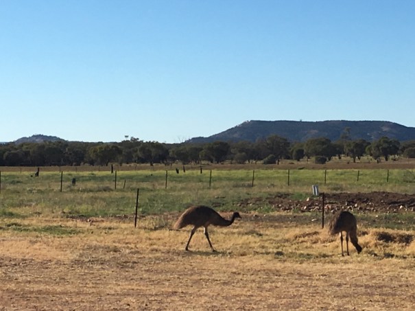 Emus at Yaraka Queensland 