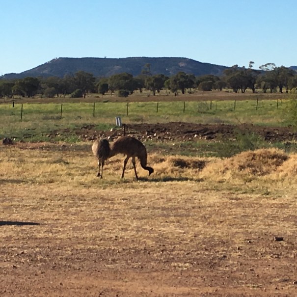 Emus at Yaraka Queensland 