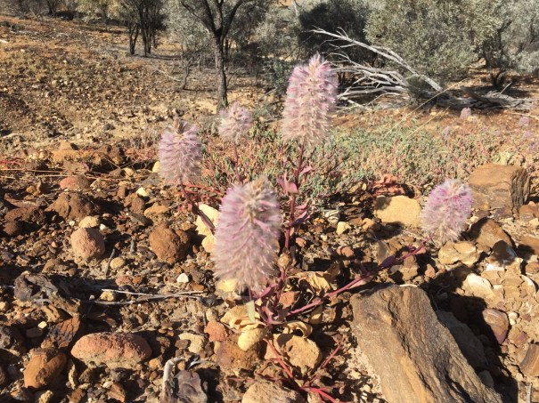 Castle Rock wild flowers near Yaraka Queensland 
