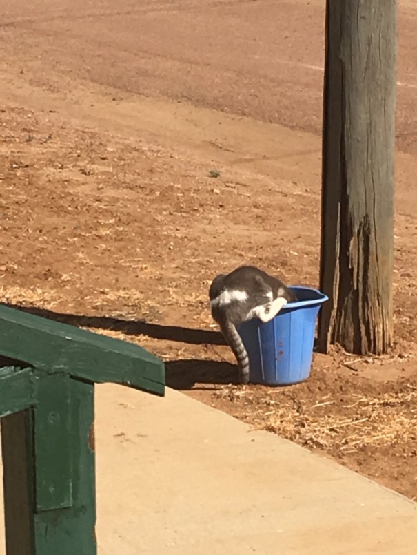The pub cat at the Yaraka Hotel