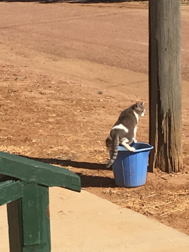 The pub cat at the Yaraka Hotel