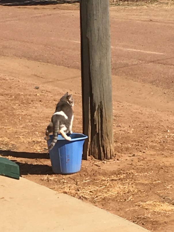 The pub cat at the Yaraka Hotel