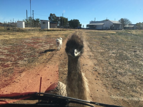 Emu at Yaraka