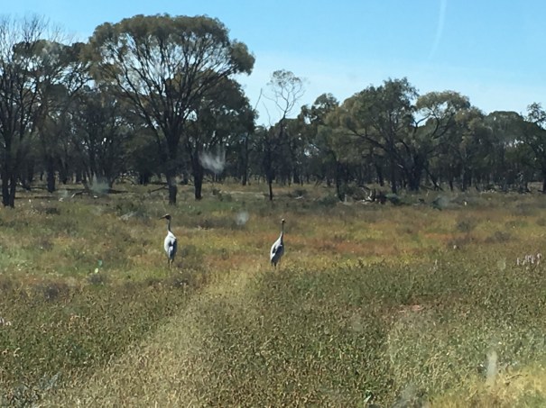 Brolgas near Yaraka 