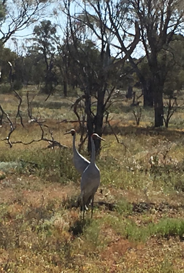 Brolgas near Yaraka 