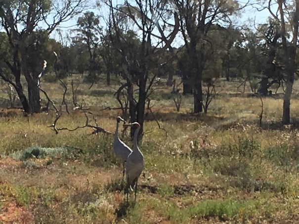 Brolgas near Yaraka 