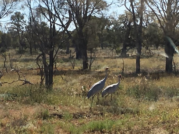 Brolgas near Yaraka 