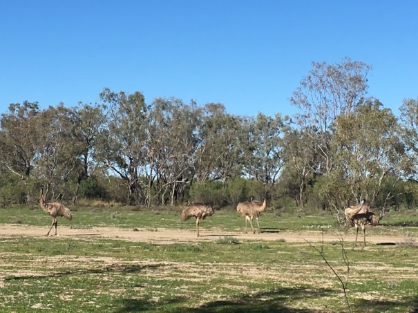 Five Emus Camp at Aramac, Queensland 