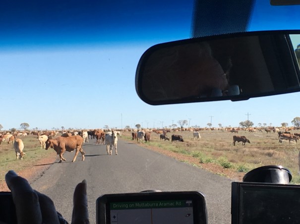 Cattle drive near Muttaburra 